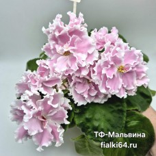 ТФ-Мальвина
